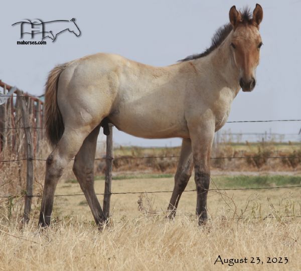 Miss Dunamita's 2023 Dun Roan Colt